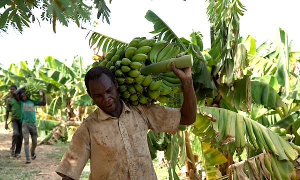 A labourer carries bananas at a farm in Burkina Faso / Credit: Annie Risemberg for IISD