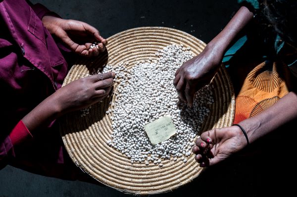 Two women selecting white pea beans in a basket